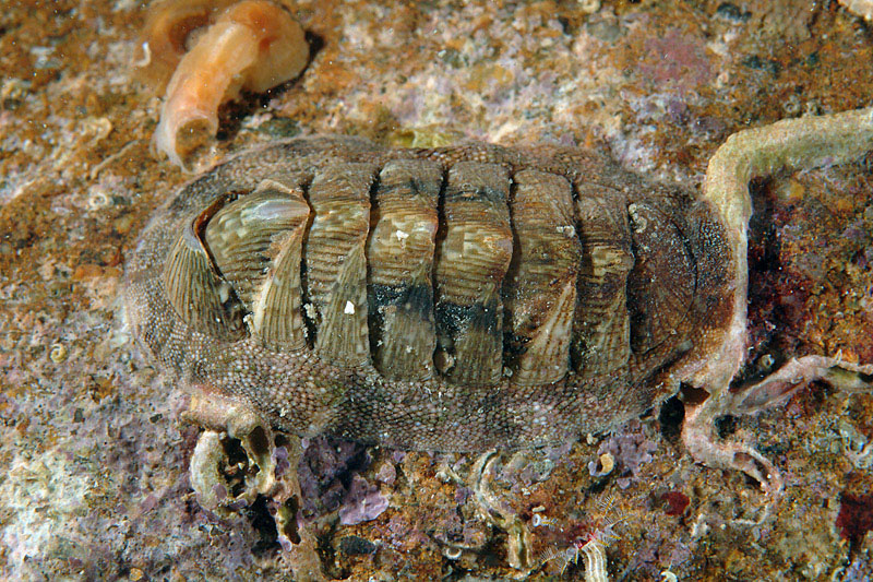Chiton olivaceus